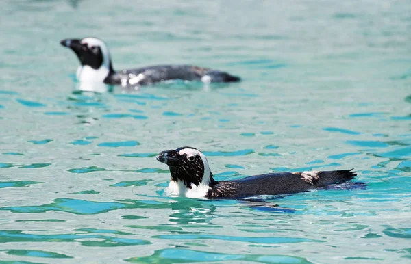 非洲企鹅游泳在国家公园. — 图库照片