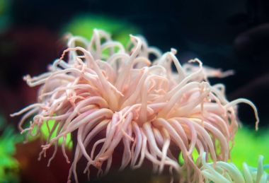 Deniz anemone kıyı sularında. Bunodactis reynaudi.