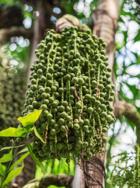 Palmiye ağacı üzerinde yeşil Acai çilek. Euterpe oleracea.