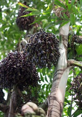 Acai çilek palmiye ağacı üzerinde. Euterpe oleracea.
