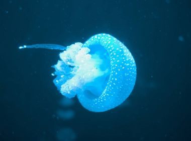 Beyaz benekli denizanası derin denizde. Phyllorhiza punctata.