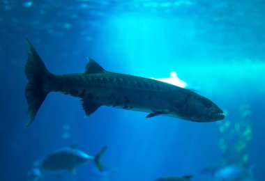 Büyük barracuda denizde yüzme.