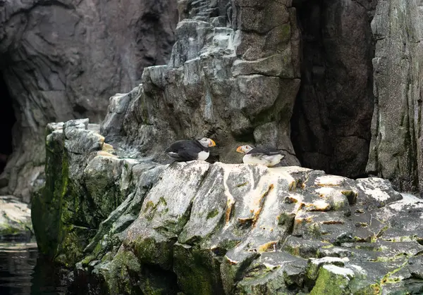 Zwei atlantische Papageitaucher sitzen auf den Felsen. — Stockfoto