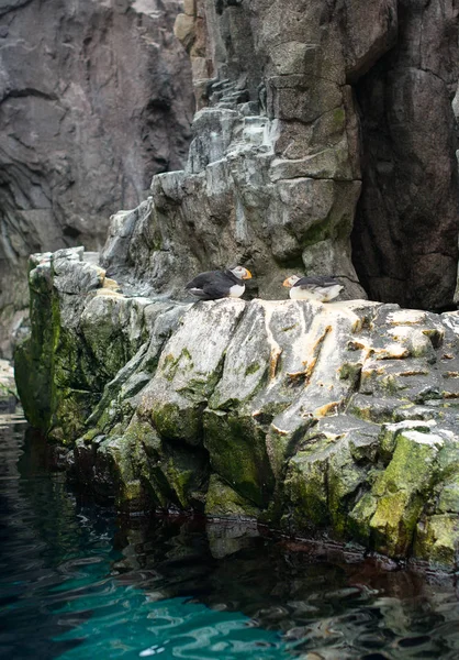 Dois puffins do Atlântico estão sentados nas rochas . — Fotografia de Stock