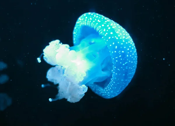 Meduse macchiate di bianco in alto mare. Phyllorhiza punctata . — Foto Stock