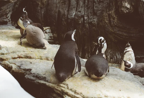 Magellanic penguins in the zoo. Spheniscus magellanicus. — Stock Photo, Image