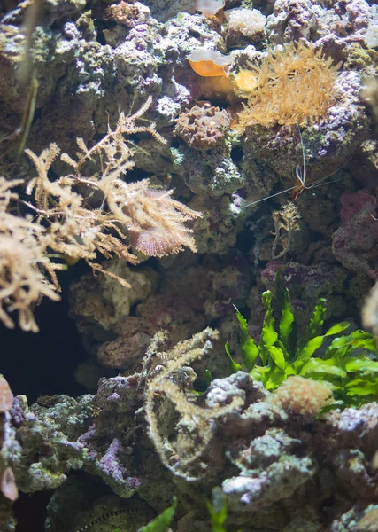 Sea with corals and Pacific Cleaner Shrimp. — Stock Photo, Image