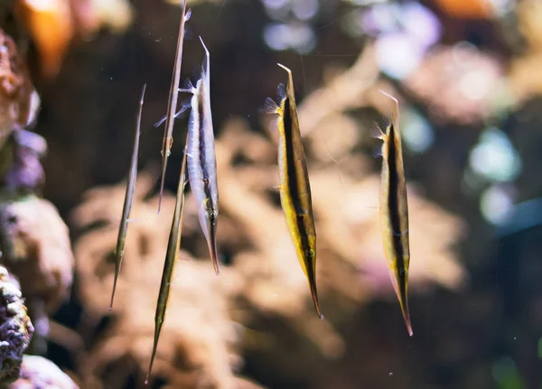 几个 Shrimpfishes 或 razorfishes。Aeoliscus strigatus. — 图库照片