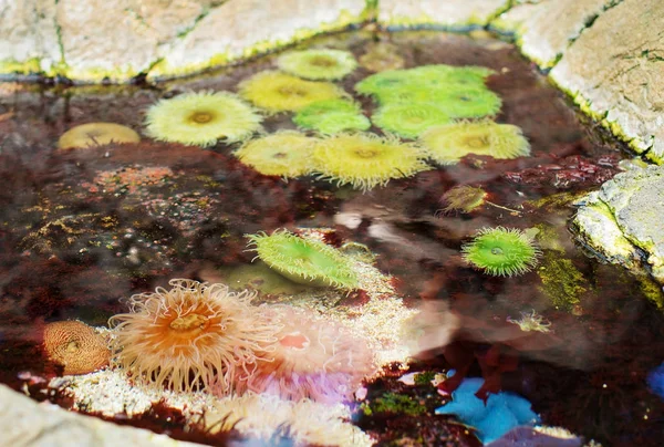 Anêmonas marinhas nas águas costeiras. Bunodactis reynaudi . — Fotografia de Stock