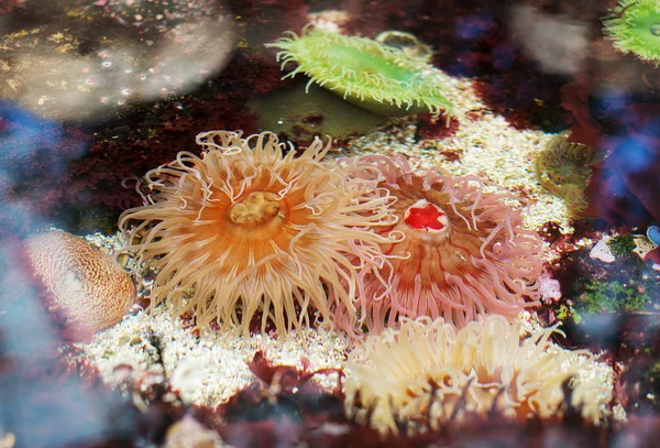 Anêmonas marinhas nas águas costeiras. Bunodactis reynaudi . — Fotografia de Stock