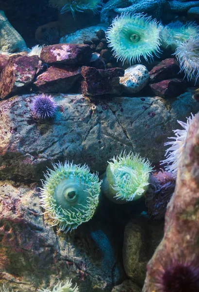 Sea anemones in the ocean. Bunodactis reynaudi. — Stock Photo, Image