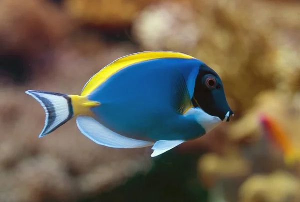 Visão de close-up do Powder blue surgeon fish . — Fotografia de Stock