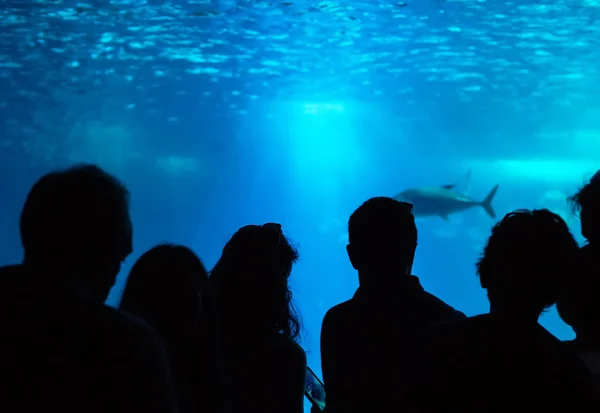 Many people observe the fish in the oceanarium. — Stock Photo, Image