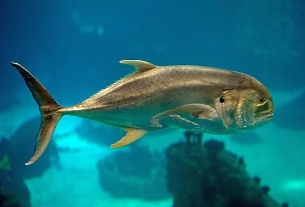 Crevalle jack swimming in the sea. — Stock Photo, Image