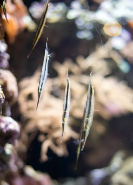 Several Shrimpfishes or razorfishes. Aeoliscus strigatus. — Stock Photo, Image