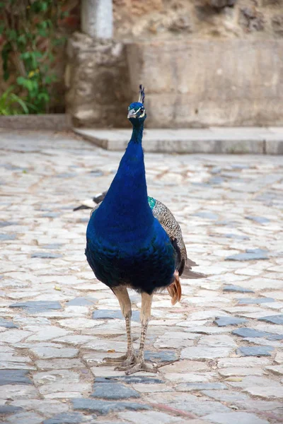 蓝色孔雀在户外行走的肖像. — 图库照片