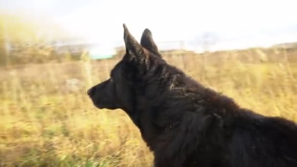 Black beautiful german shepherd outdoors. — Stock Video