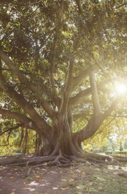 Büyük eski Ağaç kökleri Park.