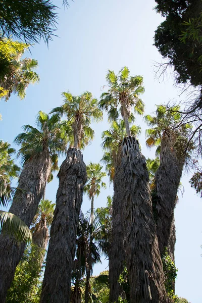 Enormes palmeras viejas en el parque . —  Fotos de Stock