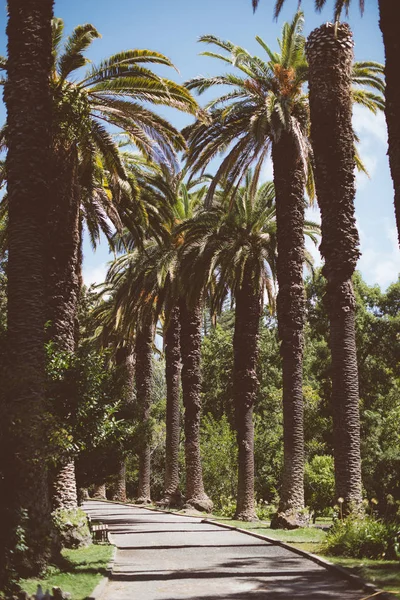 Stora gamla palm träd i parken. — Stockfoto