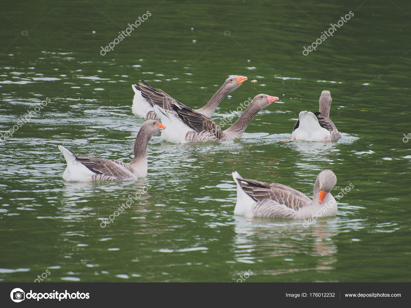 Viele Gänse im Teich. — Stockfoto © dmitrimaruta 176012232