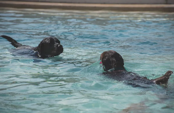 Cães nadando na fonte no verão quente . — Fotografia de Stock