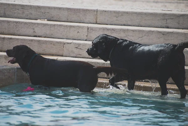 Собаки плавають у фонтані в спекотне літо . — стокове фото