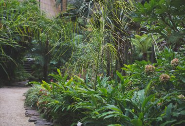 Çok farklı bitkilerin Botanik Bahçesi.