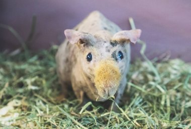 Sıska Domuz surat Close-Up.