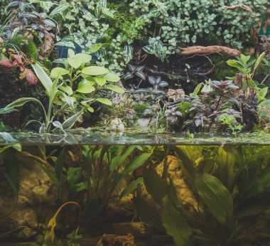 Güzel tatlı su yeşil akvaryum bitkileri ile.