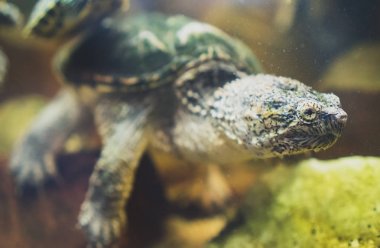 Hayvanat bahçesinde ortak yapışma turtle. Chelydra serpentina.