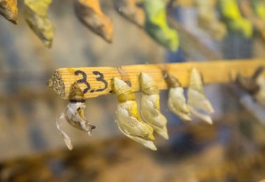 Kelebek çiftliği. Kelebekler yapay bir ortamda tarımı.