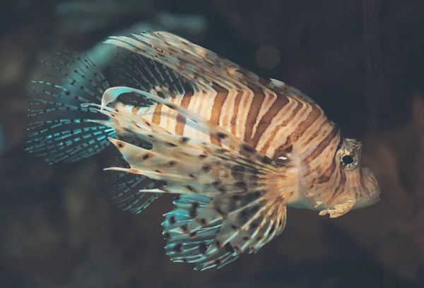 Vista de perto do fogo do Diabo. Milhas de pterois . — Fotografia de Stock