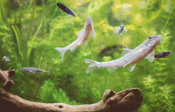 Зеленый аквариум с пресной водой с растениями и рыбами . — стоковое фото