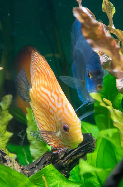 Peces disco en el acuario. Symphysodon aequifasciatus . — Foto de Stock