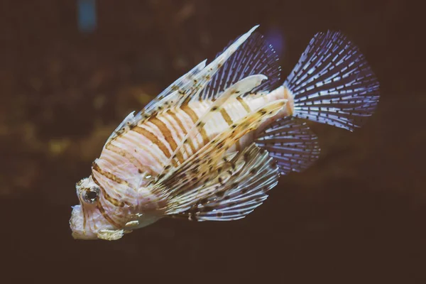 Vista de cerca de la luciérnaga del diablo. Millas de Pterois . — Foto de Stock