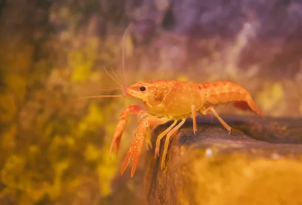 Kleine schaaldieren op de bodem van de zee. — Stockfoto