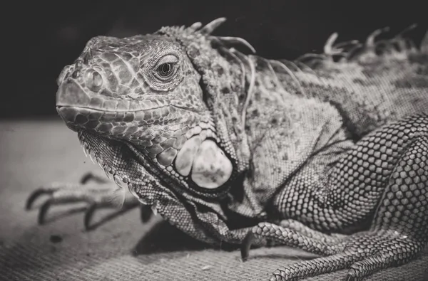 Black and white portrait of orange iguana. — Stock Photo, Image