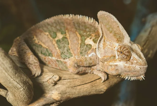 Close-up view of chameleon sitting on the branch. — Stock Photo, Image