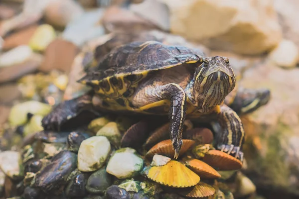 Ritratto di tartaruga appoggiato sulla roccia . — Foto Stock