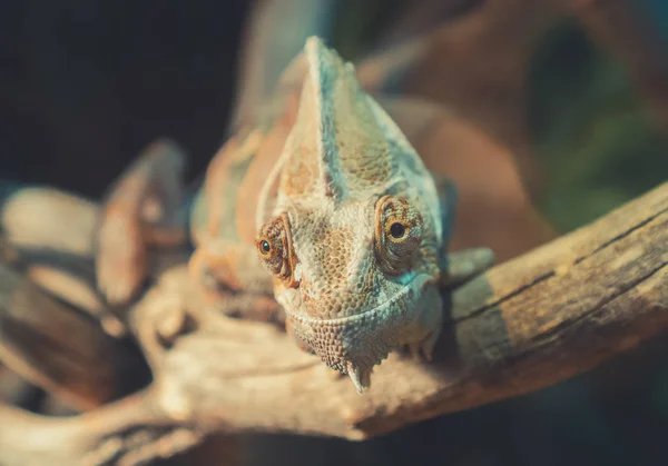 Close-up view of chameleon sitting on the branch. — Stock Photo, Image