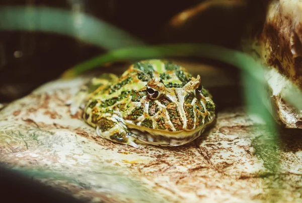 Żaba rogata w zoo. Ceratophrys ornata. — Zdjęcie stockowe