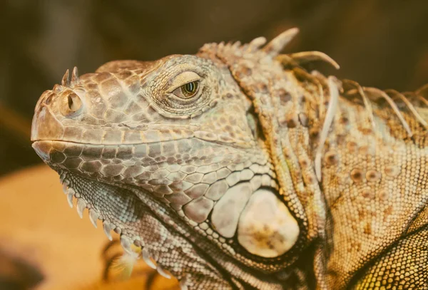 Close-up view of orange iguana. — Stock Photo, Image