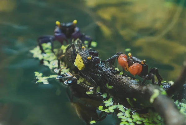 Vampire crabs and red devil crabs. — Stock Photo, Image