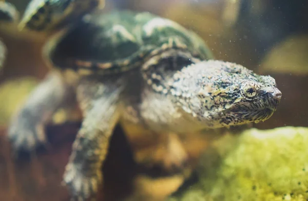 Almindelig skildpadde i zoologisk have. Chelydra serpentina . - Stock-foto