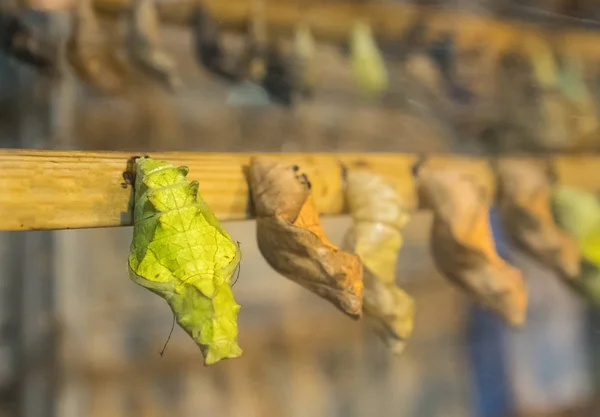 Butterfly gazdaság. A pillangók egy mesterséges környezetben termesztése. — Stock Fotó