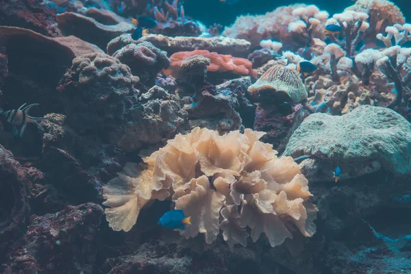 Corals and fish in the depths of the sea. — Stock Photo, Image