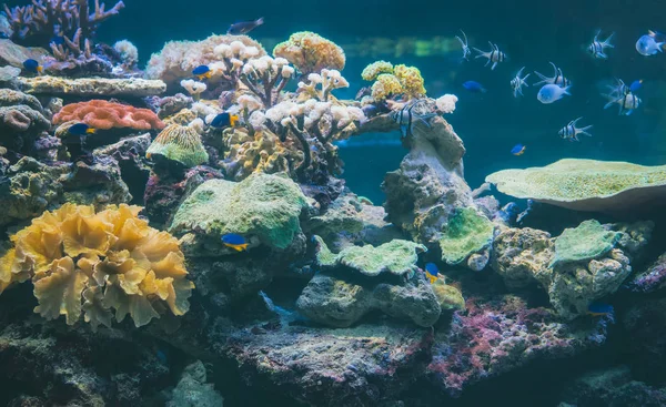 Corals and fish in the depths of the sea. — Stock Photo, Image