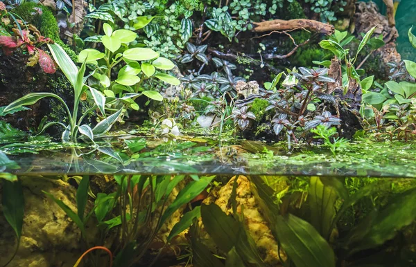 Belo aquário verde de água doce com plantas . — Fotografia de Stock