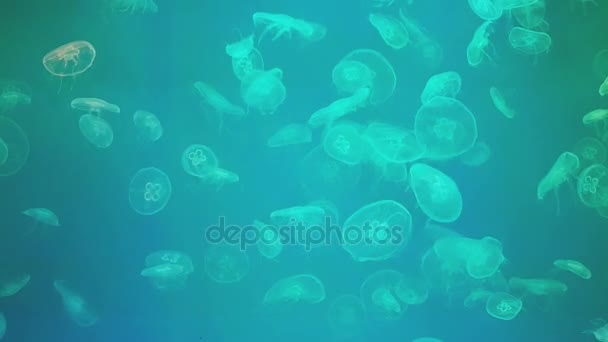 Spousta Jellyfishes Akváriu — Stock video